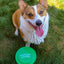 Happy dog with a green SOUR PUNCH Branded Frisbee