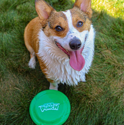 Happy dog with a green SOUR PUNCH Branded Frisbee