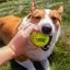 Happy Dog with Sour Punch Branded Tennis Ball in its mouth