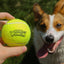 Happy dog waiting for a SOUR PUNCH Branded Tennis Ball to be thrown