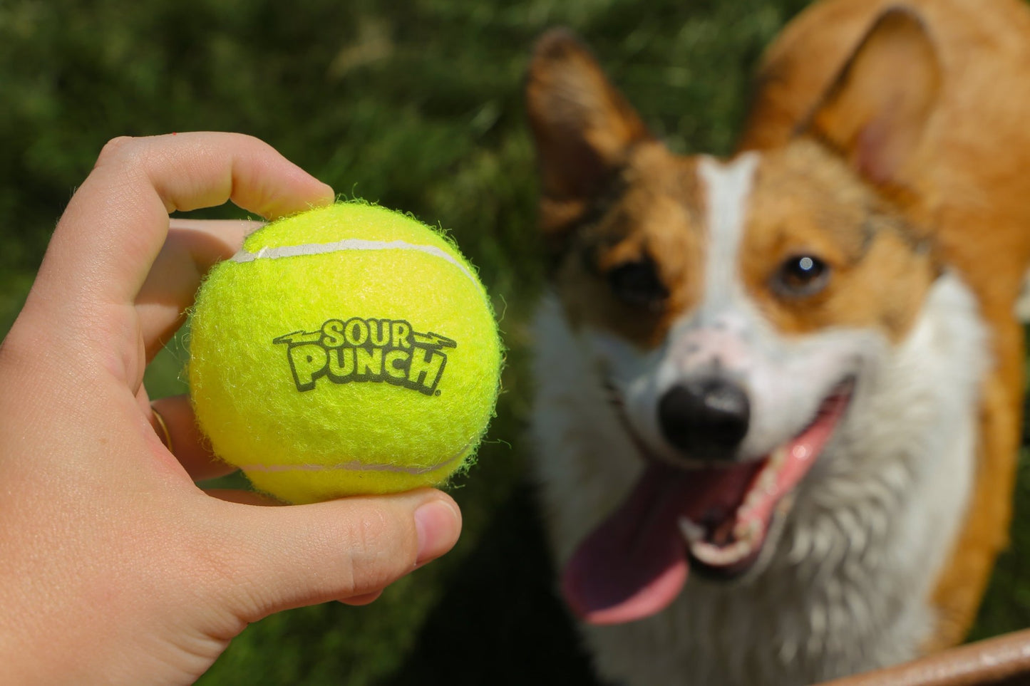 Happy dog waiting for a SOUR PUNCH Branded Tennis Ball to be thrown